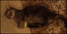 Art Cat GIF • Cinemagraph • Crazy Cat trying to kill a tennis ball."Must die!"