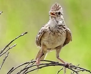 Download Suara Burung Branjangan Gacor Download Mp3 Suara Burung