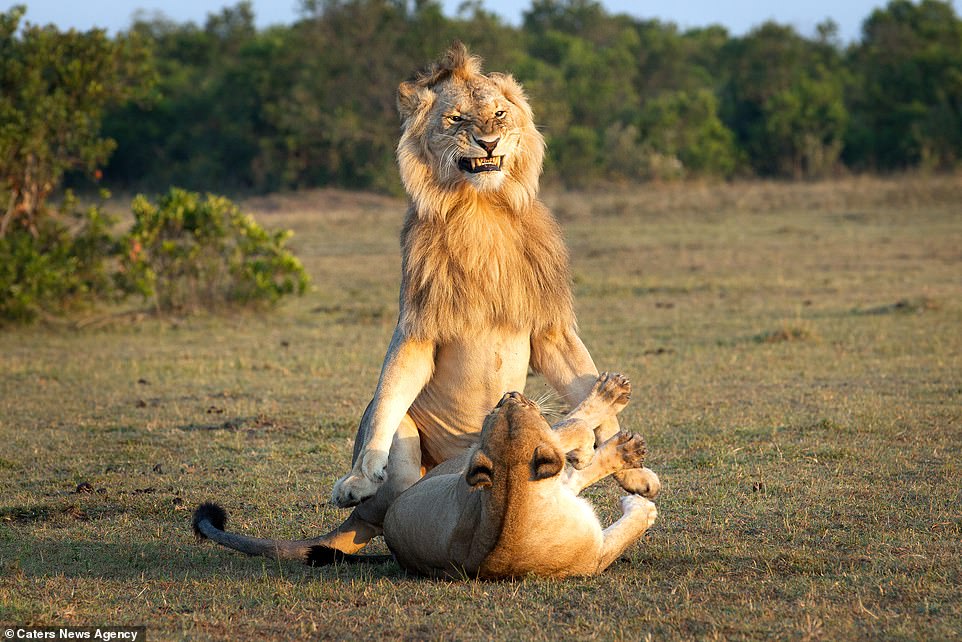 Funny Pictures Of Lion Looking Proud And Passionate As He Mates With A Lioness