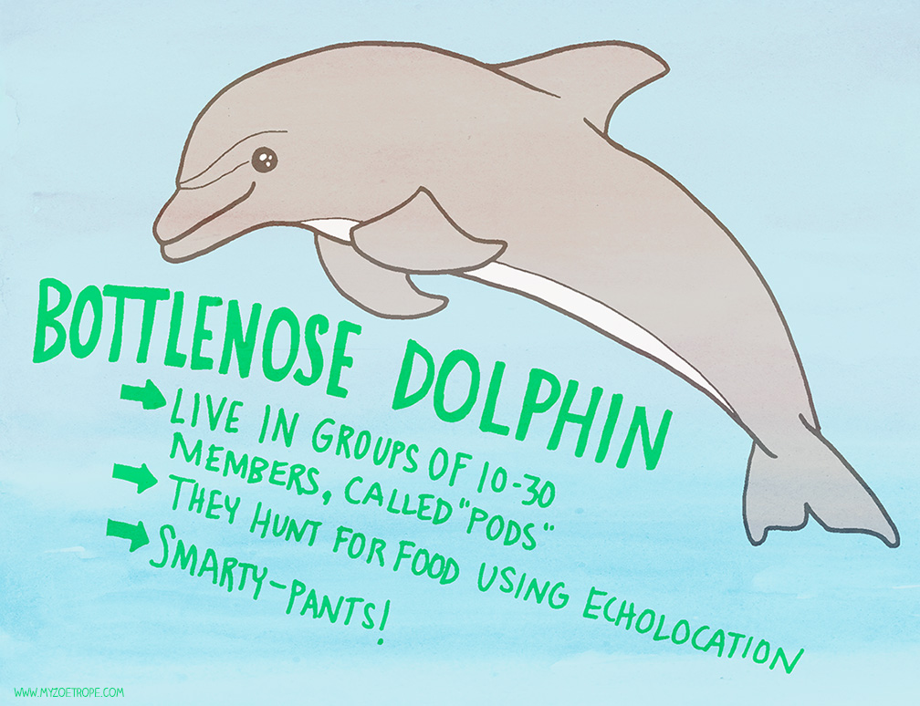 My Zoetrope: 036: Bottlenose Dolphin