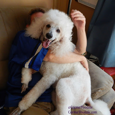 Poodle in a man's lap