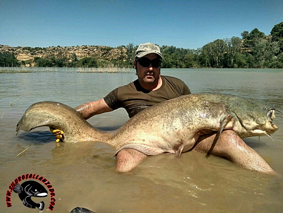 CATFISH FISHING GUIDE IN THE RIVER EBRO, CATFISHING AND CARPFISHING