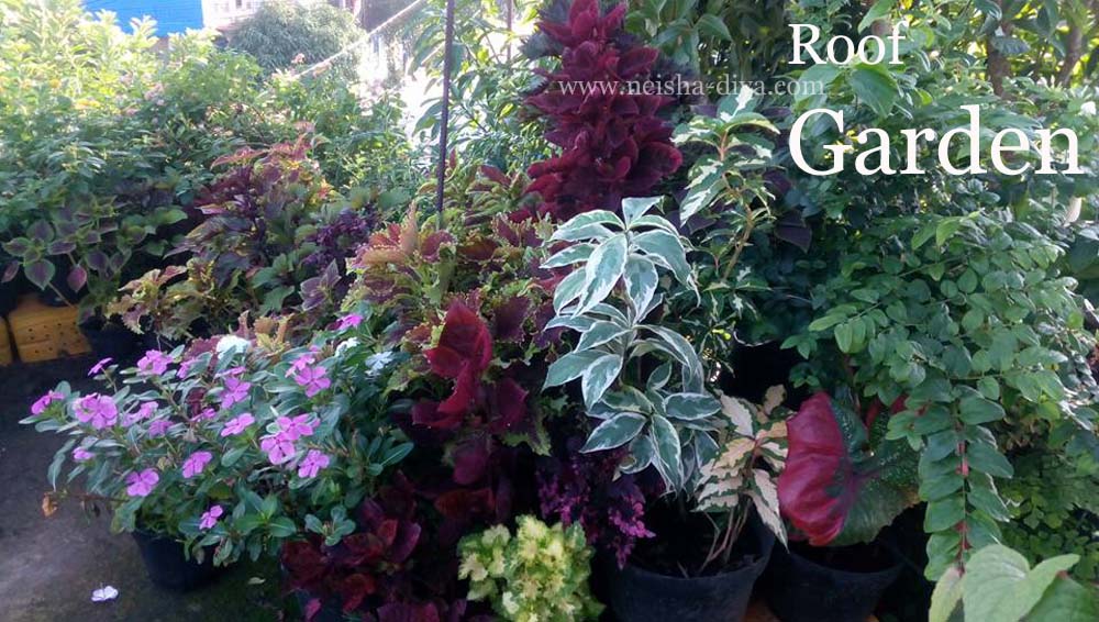 Rumah Bunga Neisha Rumah Bunga Neisha Celeous Alias Miana Corak Daunnya Sungguh Mempesona