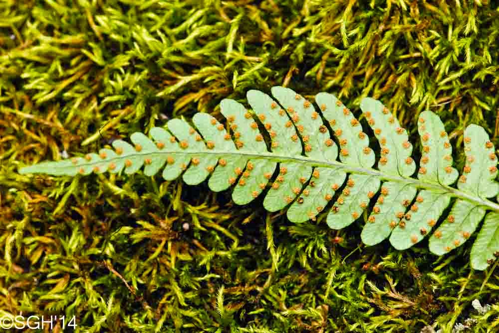 Seasons in the Valley + Furry Gnome's Adventures Fern Sori