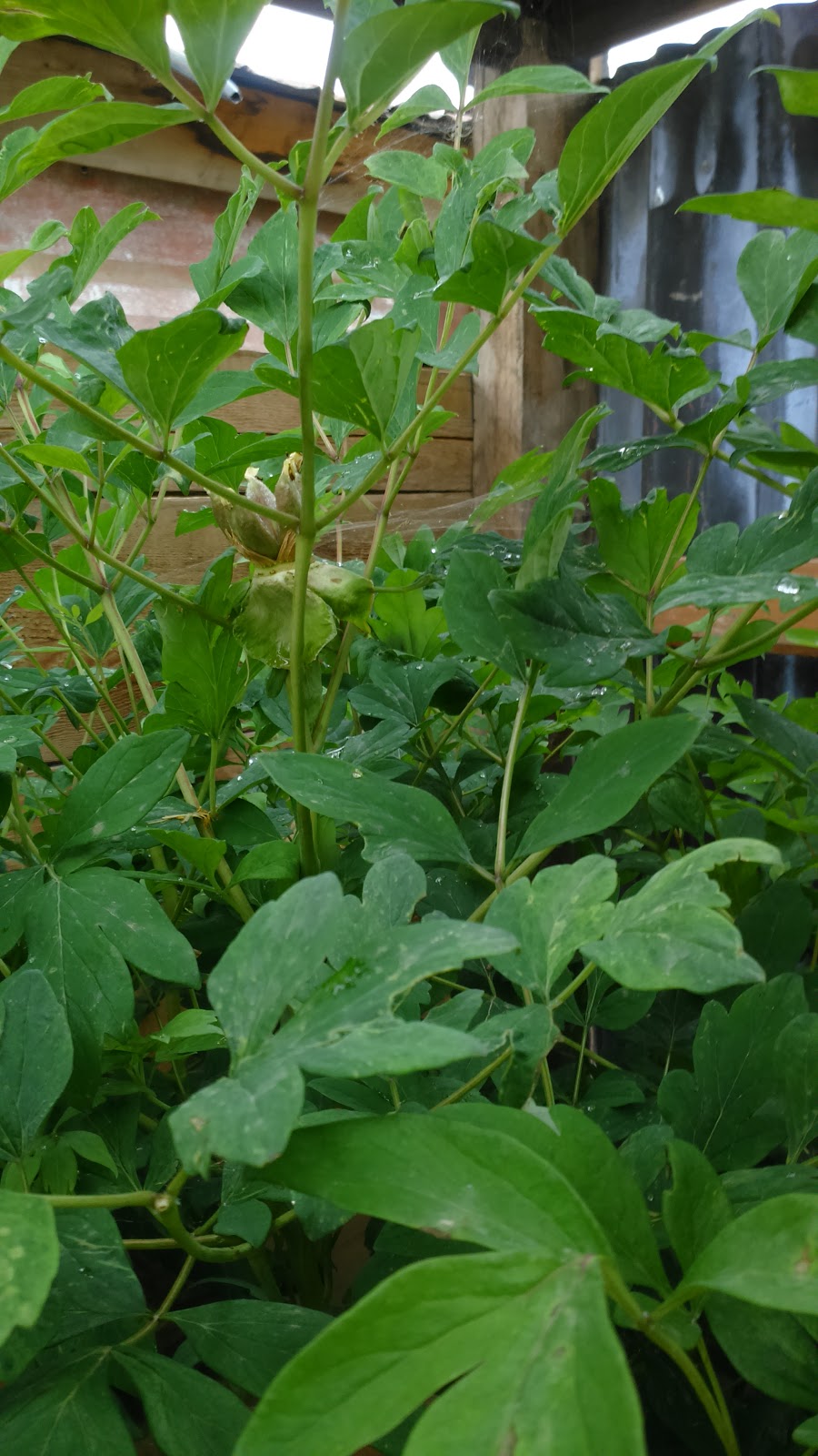 PaSsu Diary Udumbara, the Mythical Flower in Yangthang Gonpa?