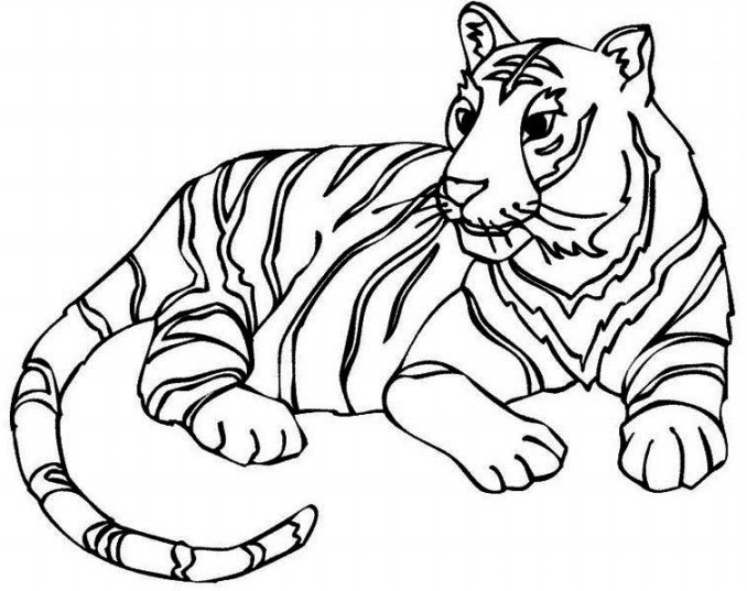 Gambar Berikut Sketsa Hitam Putih Mewarnai Harimau Terbaru Cari Jagung