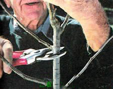 MEYVECİLİKTE AŞI VE SELEKSİYON - Tarım Günlüğü