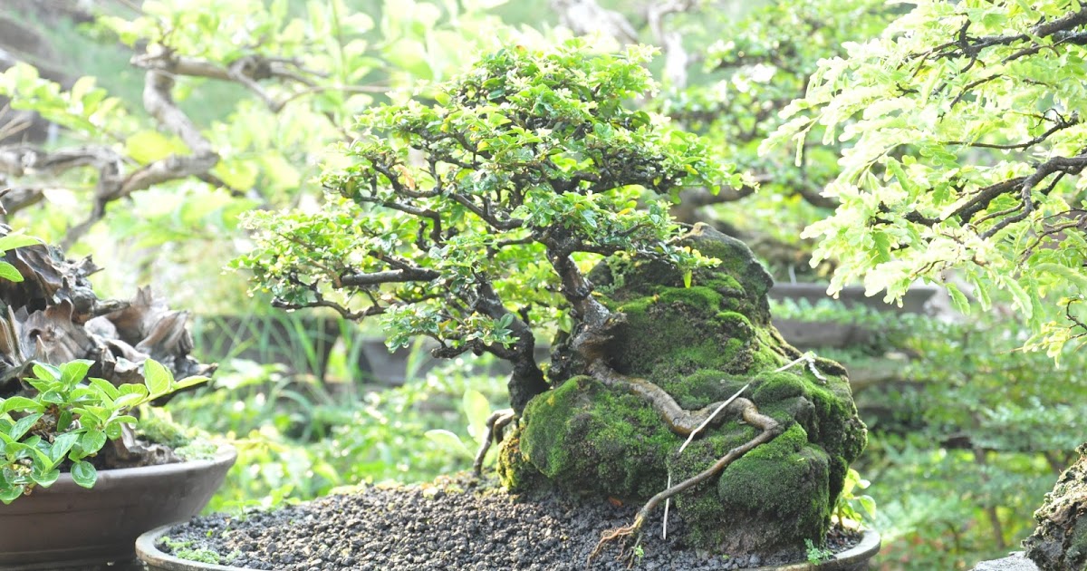 All in One Bonsai and Ceramics Bonsai Books