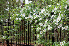 Cherokee Roses