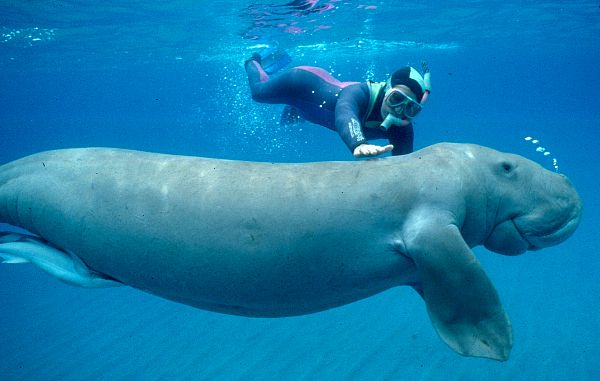Dugong aka Sea Cow