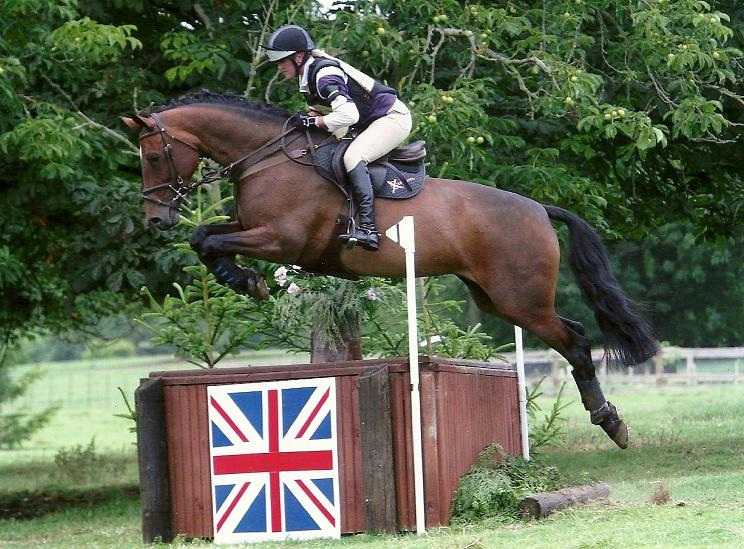 Eventing Horses for Sale Take a look at the Show Jumping & Eventing