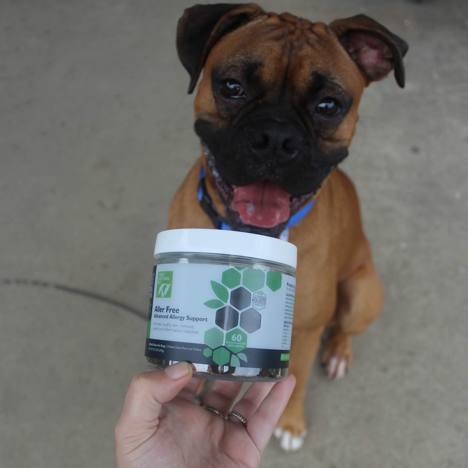 Dog Madness Attack Those Allergies Holistically