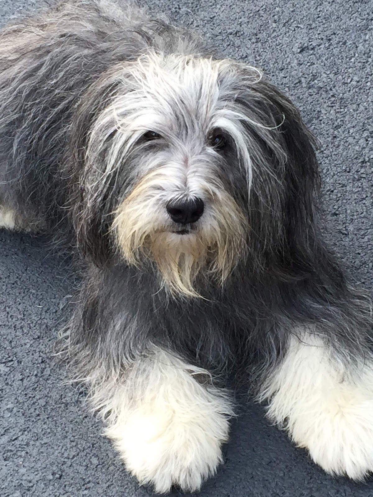 polish lowland sheepdog puppies