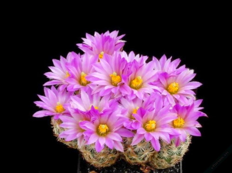 hình ảnh hoa xương rồng đẹp nhất thế giới