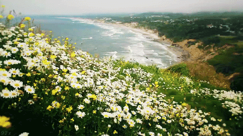 flores+mar.gif