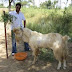 Jamunapari Goat Details