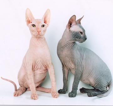 cat owners have a tough time handling shedding in cats finding cat ...