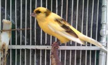 Mengenal Jenis-Jenis Burung Kenari plus Foto - New Johny Wuss