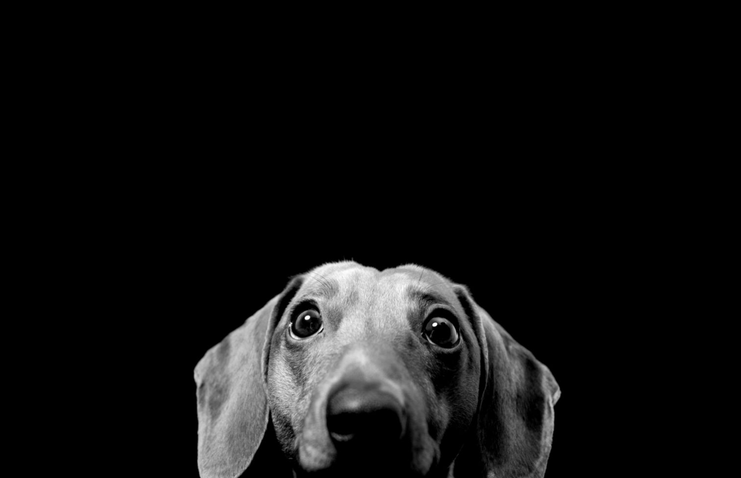 Black Dog Desktop Wallpaper Black Dog ImagesNew Wallpapers