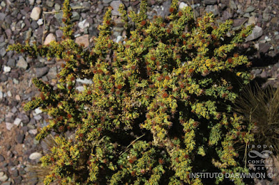 arbustos de la puna Chachacoma (Senecio nutans)