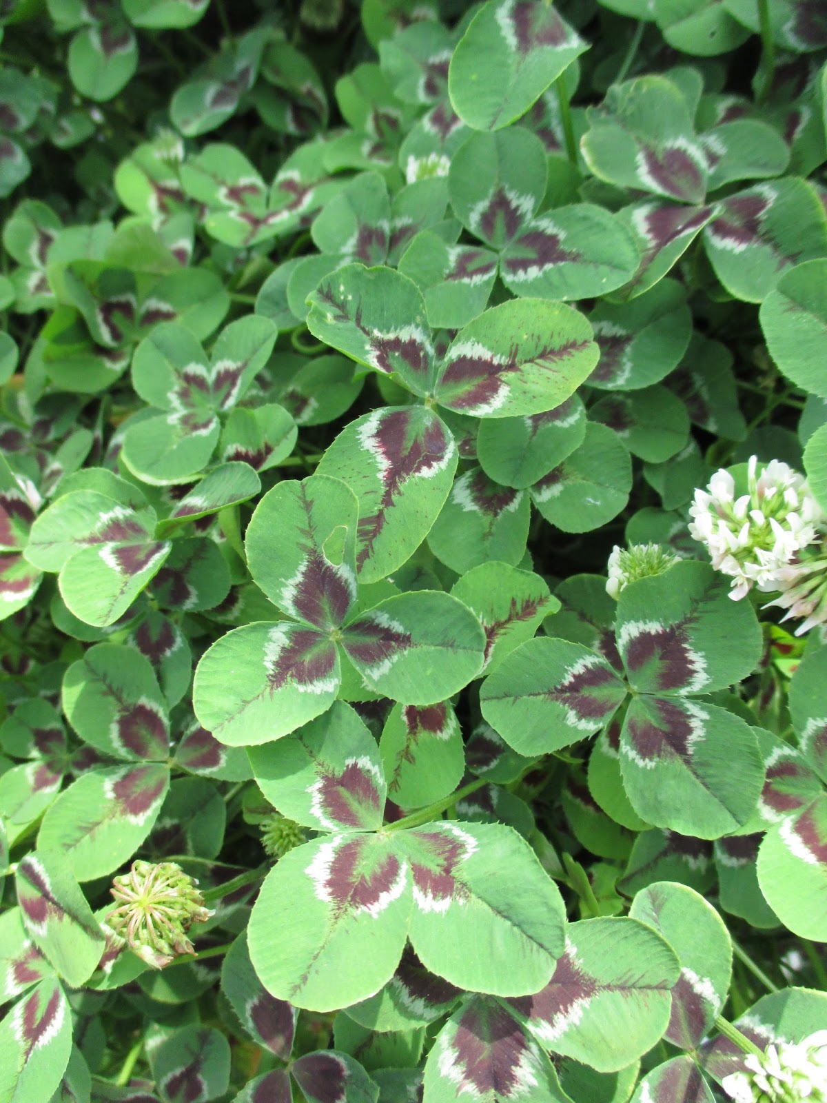 Plant Plants Woody Plant Woody Plants Bush Bushes Shrub Shrubs