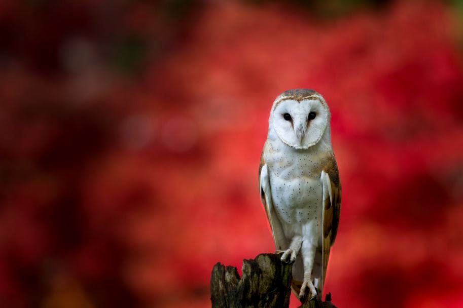 Incredible Pictures of Barn Owls