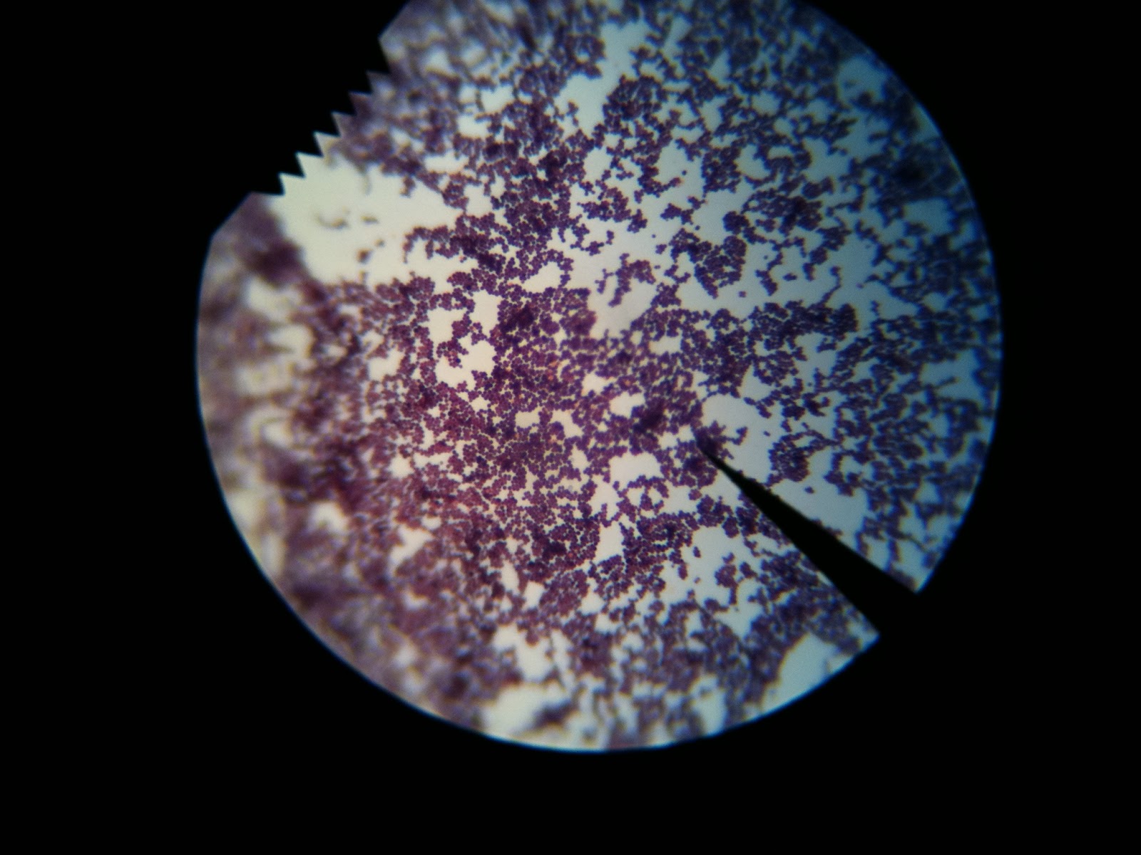 Franciscan University BIO 217 Microbiology Lab
