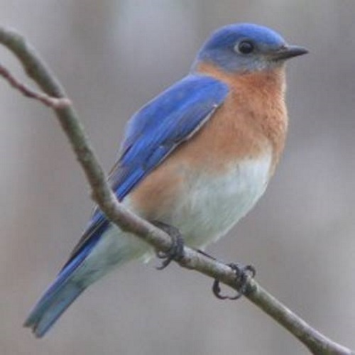 Se você conhece o autor desta imagem, por favor nos informe para que possamos atribuir-lhe os devidos créditos. Obrigado. Pássaro azul.