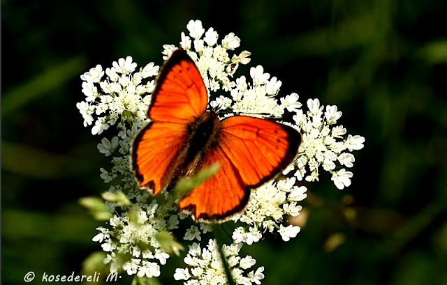 Beyaz çiçek üzerinde osmanlı ateşi kelebeği