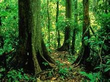 علم البيئه الغابات الاستوائية الموسمية
