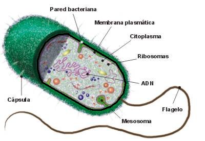 Resultado de imagen de estructura bacteriana
