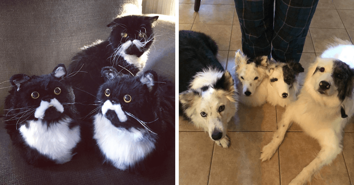 These Adorable Custom Pet Slippers Are The Dream For Every Pet Owner