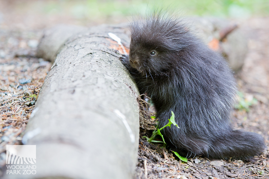 Adventures of a baby porcupine