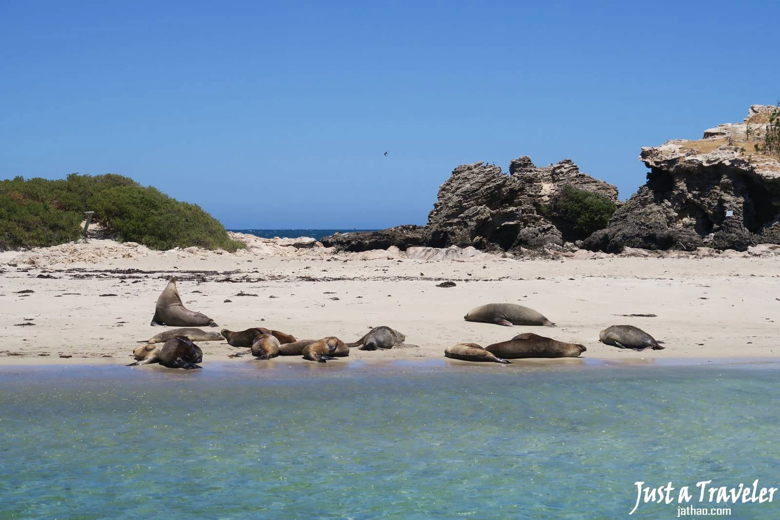 伯斯-景點-推薦-必玩-一日遊-企鵝島-Penguin-Island-遊記-旅遊-自由行-Perth