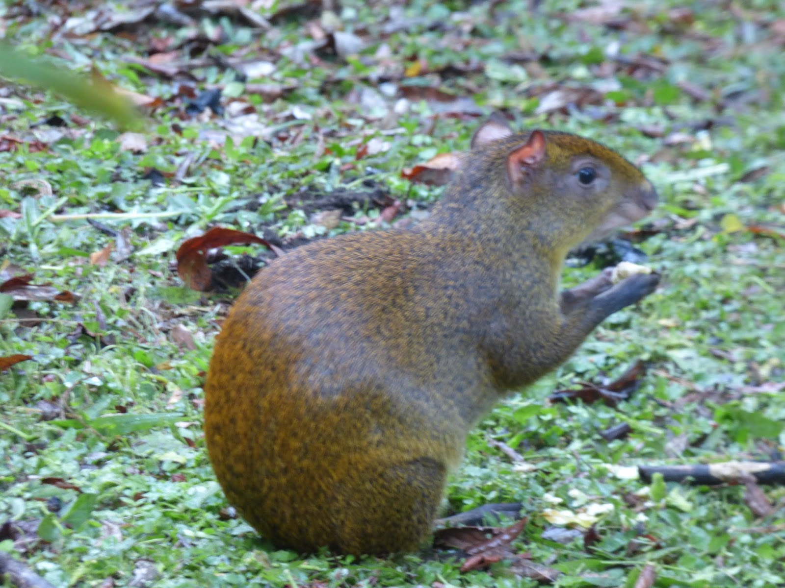 Fauna y Fotografía Costa Rica Monteverde y alrededores..