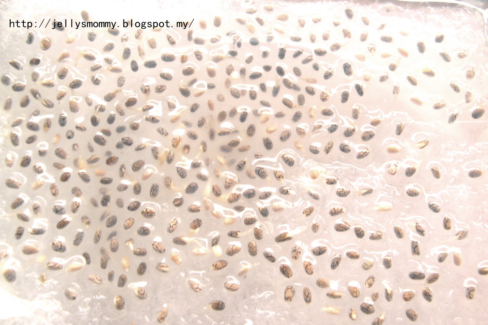 A little bit of Everything Planting chia seed on sponge