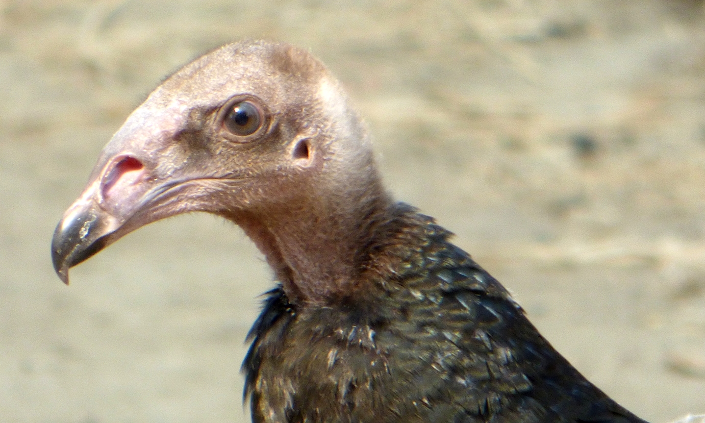 Geotripper's California Birds Juvenile Turkey Vulture on the Tuolumne