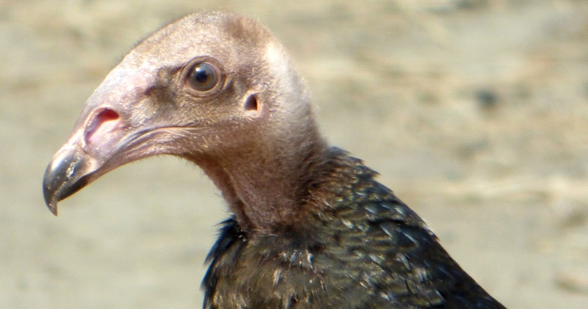 Geotripper's California Birds Juvenile Turkey Vulture on the Tuolumne