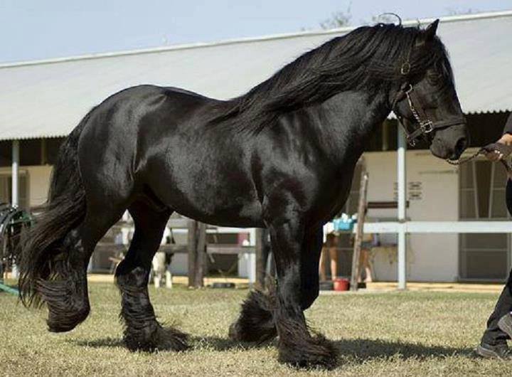 General Knowledge for Everyone The Friesian > One of the most