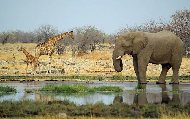 foto giraffes olifant water