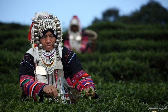 صناعة الشاي في تايلاند
