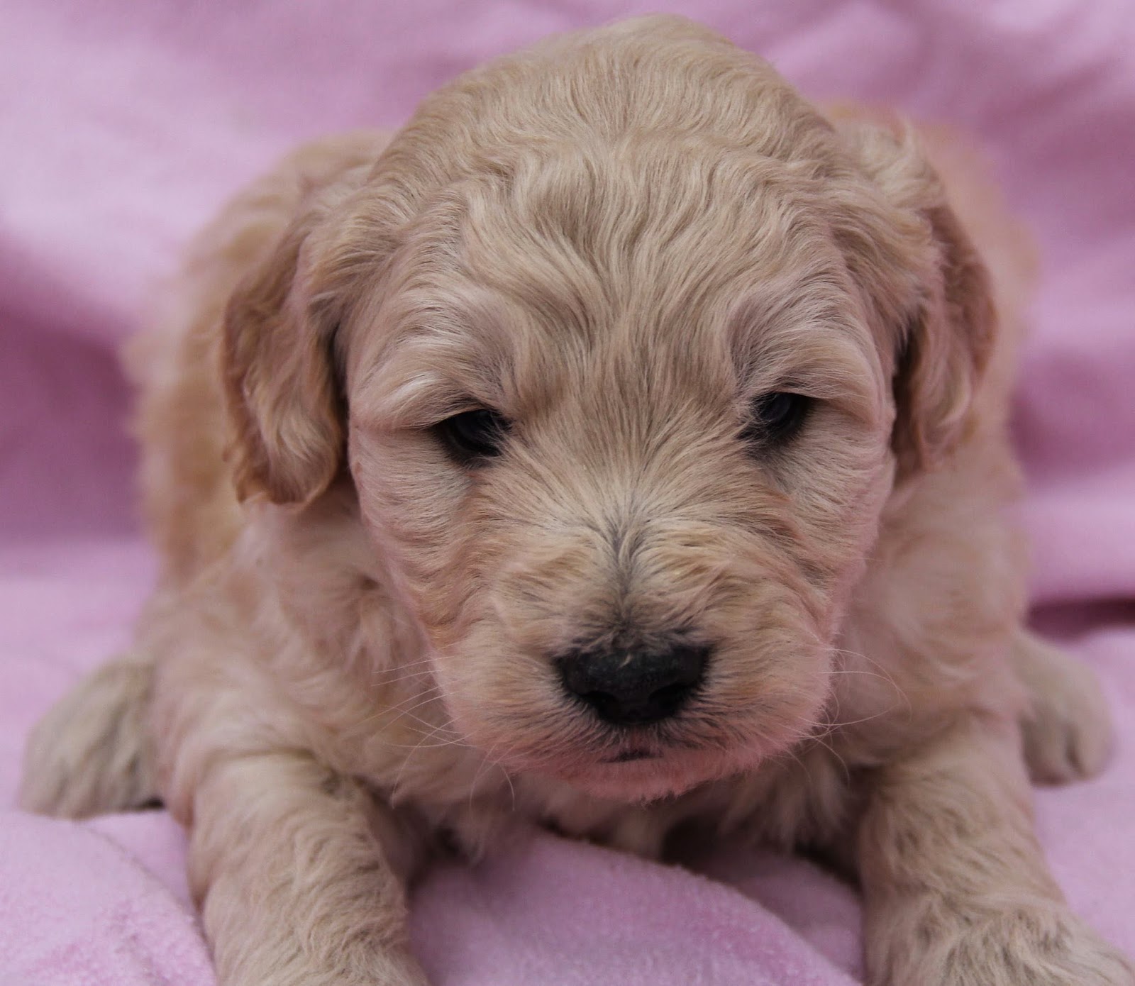 Yesteryear Acres Doodle Days Goldendoodle Book