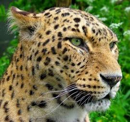 La lluvia moja las manchas del leopardo pero no se las quita.