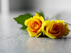 yellow roses rose flowers fahad mr posted