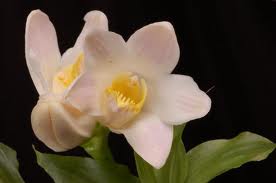 Orquidário OrquivivA: Orquídea Chysis