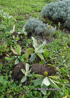 Sagra del tartufo a savigno ghirlande confetture tisane tarassaco ortica rose centrotavola per natale alla fattoria didattica dell ortica a Savigno Valsamoggia Bologna in Appennino Vicino Zocca