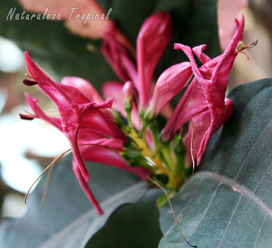 Flores de Graptophyllum pictum, Unión de los Casados