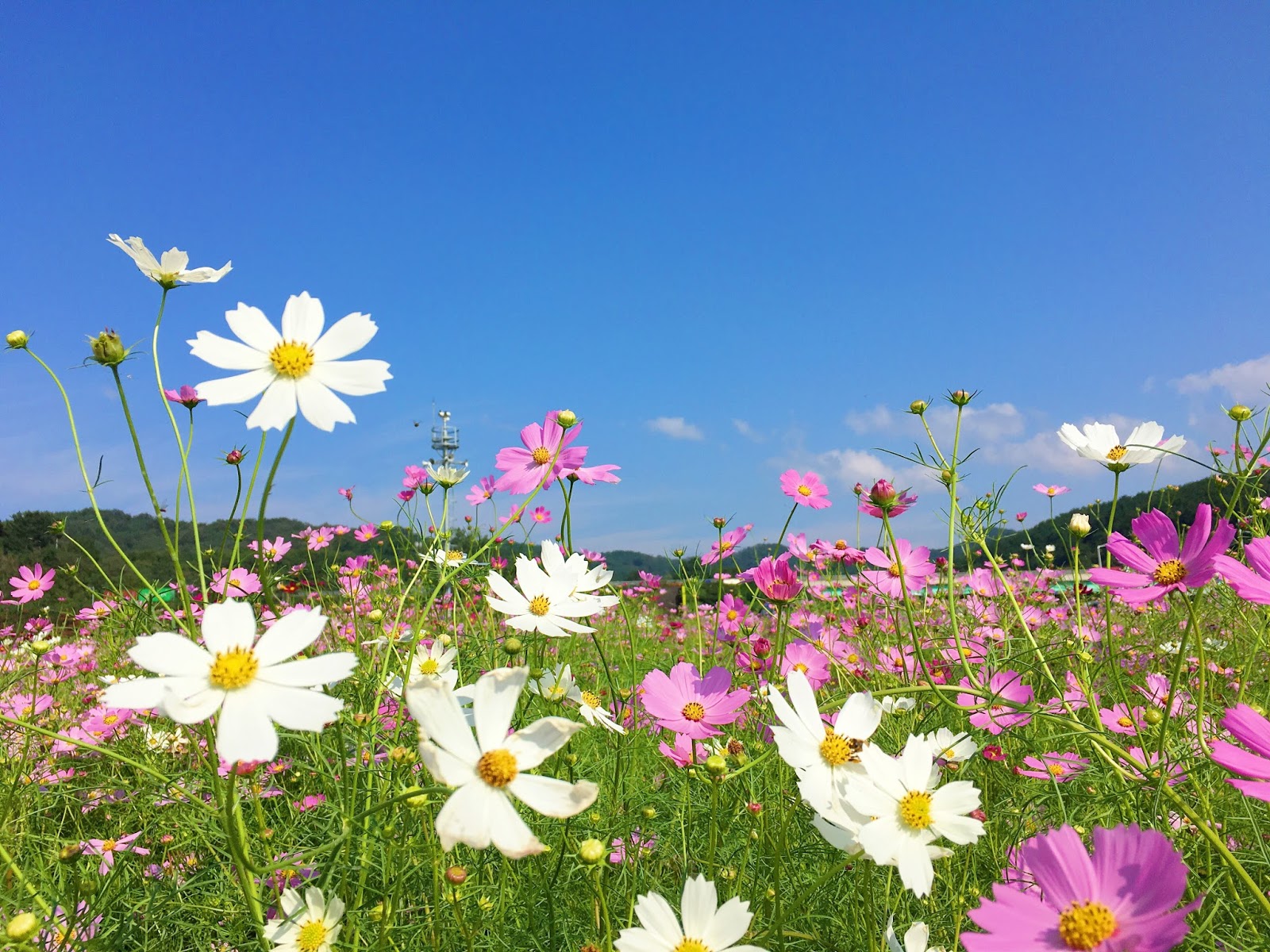 Fun & Free Daegu Travel Autumn Scenery Of Hajungdo Island With Cosmos