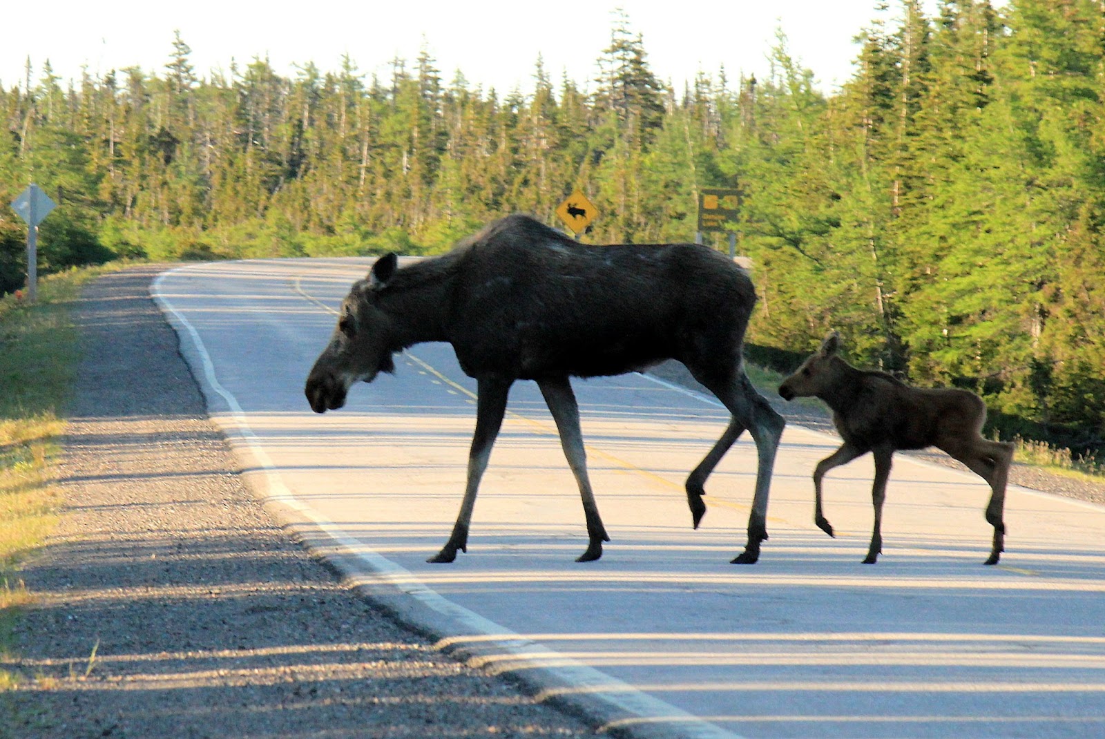 Wildlife Photography and Experiences with Brennan Crazy Cape Breton Moose!