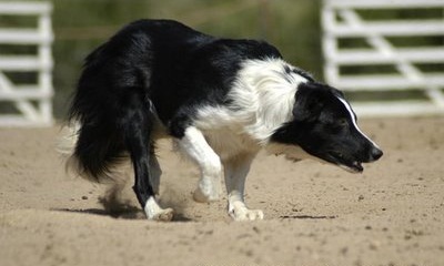 Herding Dog Breeds Pictures and Information